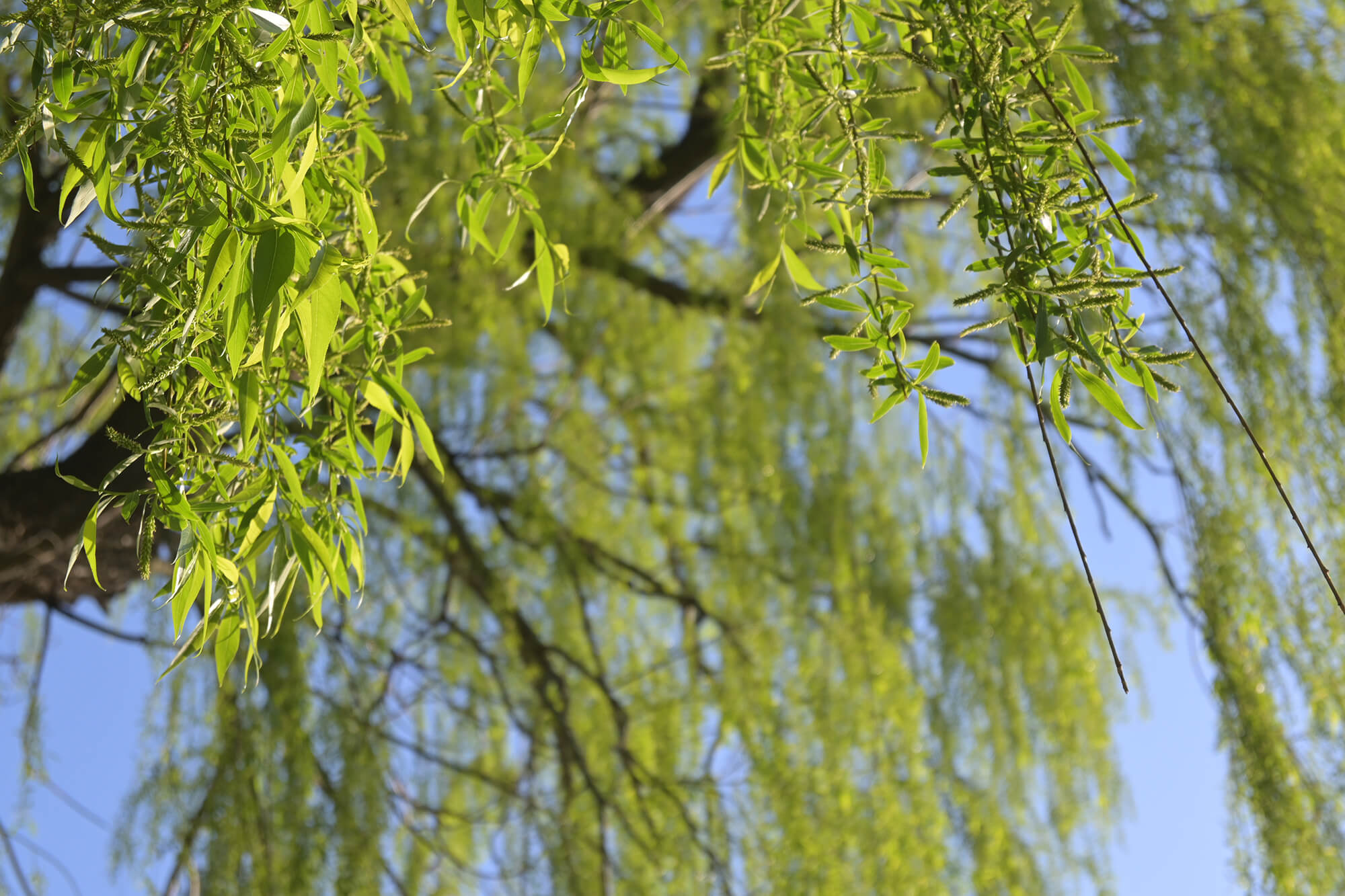 calming nature photo to lower anxiety