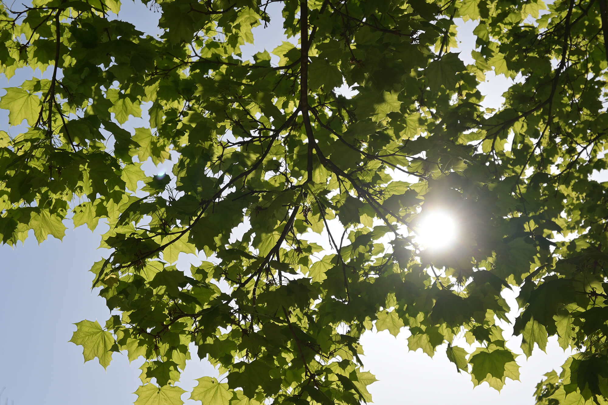 leaves with sun shining through - calming photo for anxiety relief