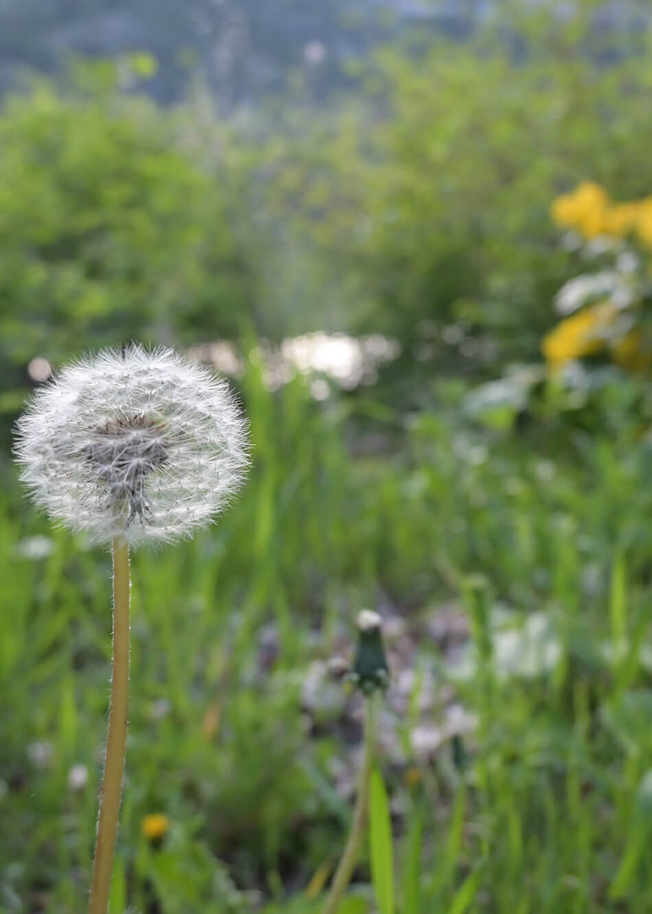 peaceful photo of dandelion