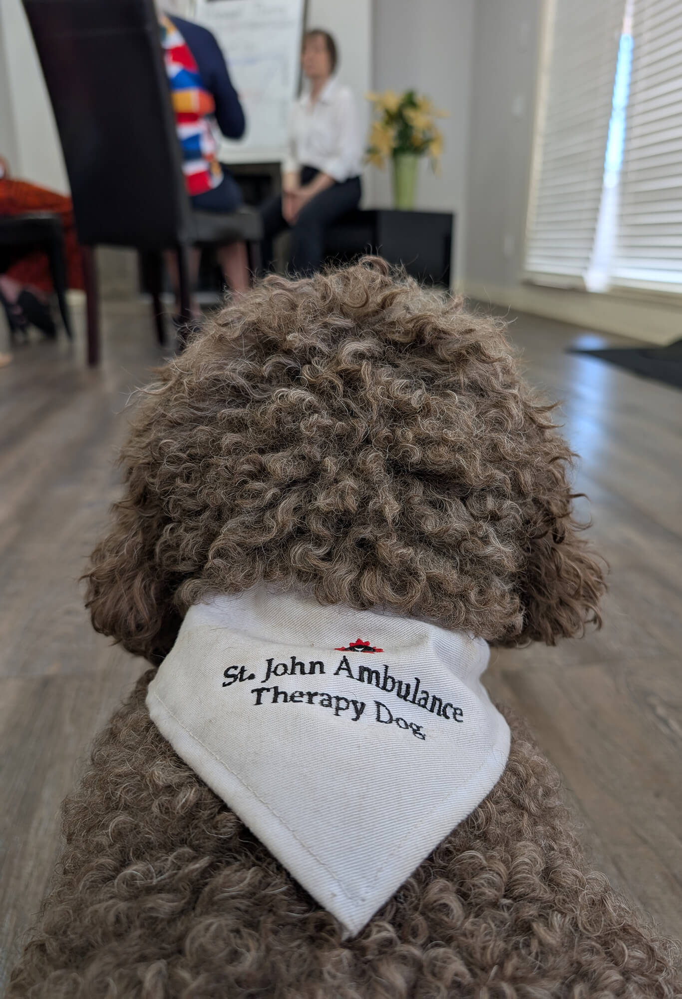 Therapy dog Katia watching her owner Lois Agrey teach a self regulation class